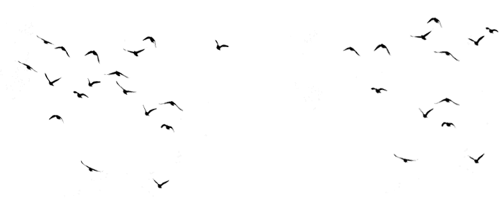 Professionelle Website Vogel Bild